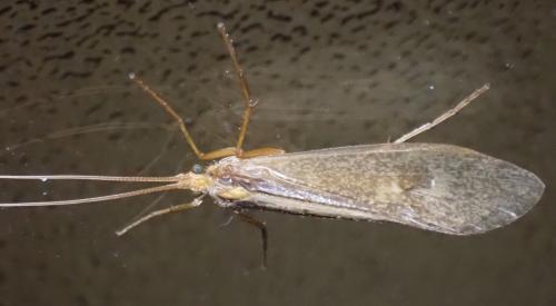 Stenophylax sp.